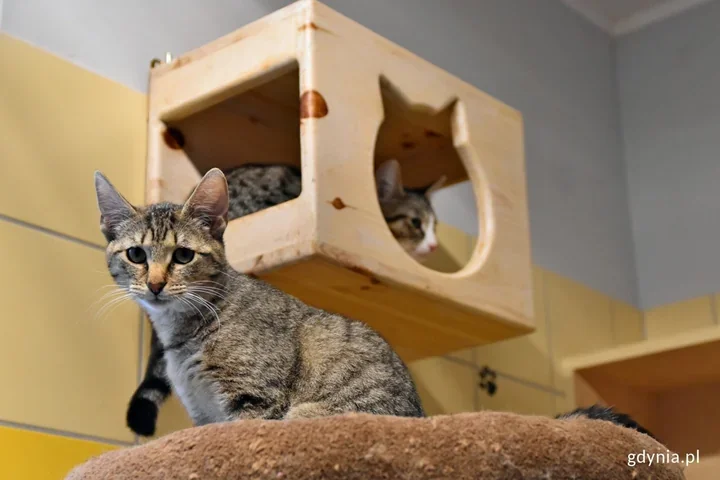 Gdynia przeznacza prawie 3 miliony złotych na zwierzęta w potrzebie