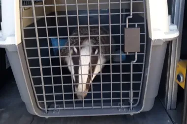 Borsuk wracał do Wielkiego Kacka. Strażnicy wywieźli go do lasu