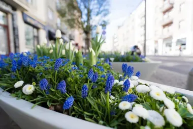 W Gdyni zakwitły drzewa i rabaty. 294 nowe nasadzenia w 19 dzielnicach