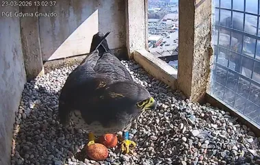 Na kominie elektrociepłowni w Gdyni Ster i Sara zaczęli sezon od dwóch jaj