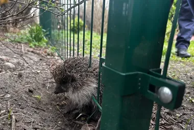 Jeż zakleszczył się w ogrodzeniu. W Gdyni uratował go Ekopatrol