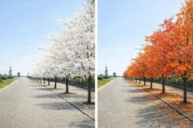 Kwitnące wiśnie zamiast głogów – nowy szpaler w Alei Jana Pawła II