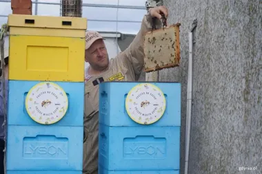 Gdyńskie pszczoły pobiły rekord. Z miejskich uli zebrano 275 kg miodu