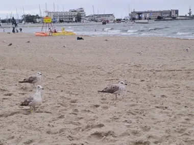 Białe flagi nad całym wybrzeżem Gdyni. Plaża wciąż bezpieczna